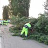 La bora soffia forte e abbatte alberi: A Chioggia tre squadre della Protezione Civile al lavoro