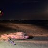 Lido di Venezia: Un mega pesce Luna si Arena sulla spiaggia